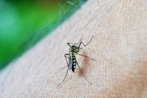 Bahia registra 43 óbitos por dengue