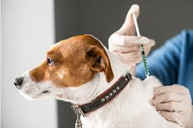 Prefeitura oferece aplicação de vacina V10 para cães