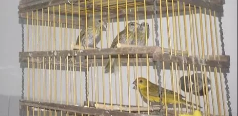PRF flagra transporte ilegal de aves silvestres na BR 110 em Ribeira do Pombal