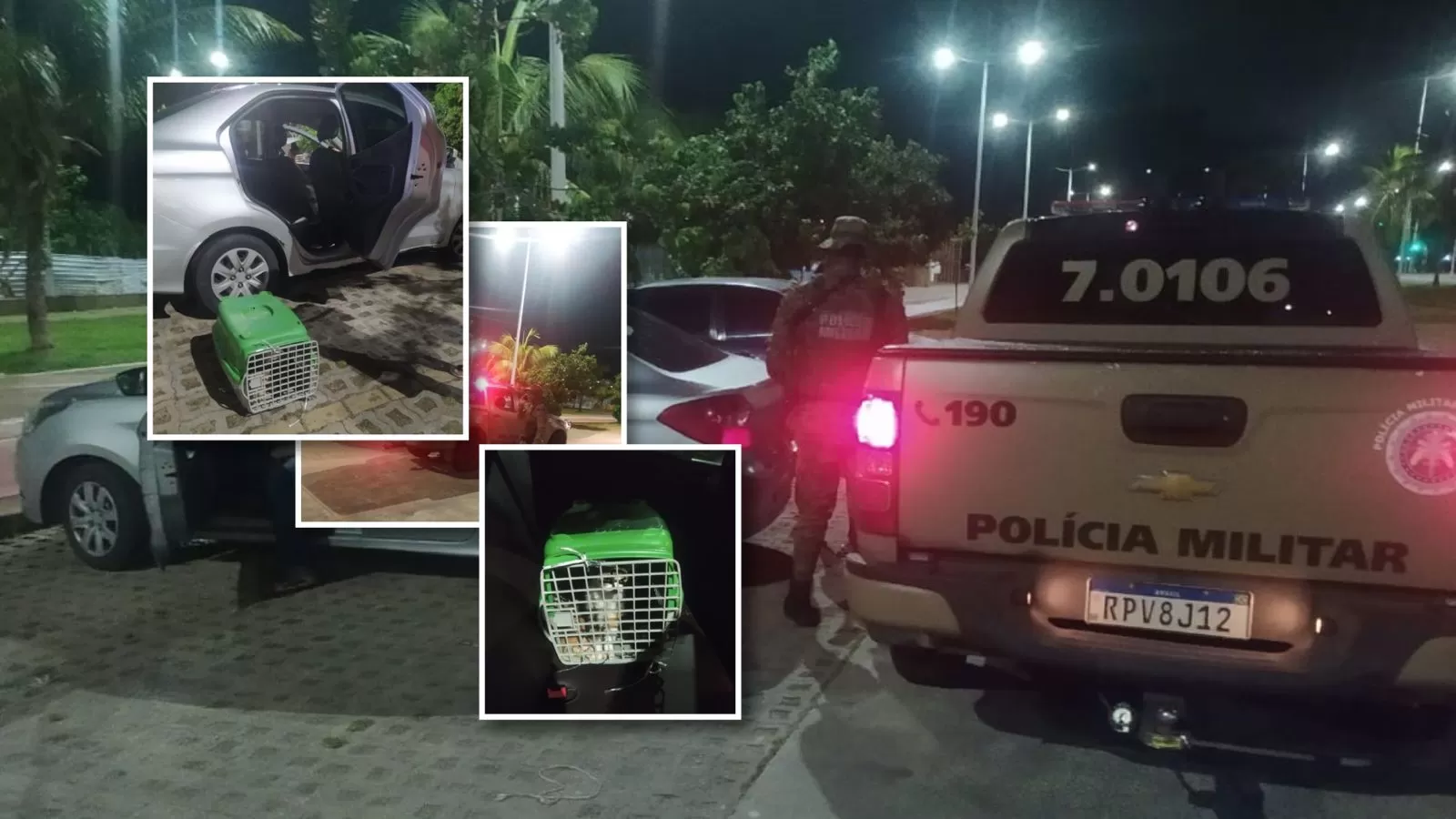 Motorista que abandonava gatos em Piatã leva flagrante da COPPA