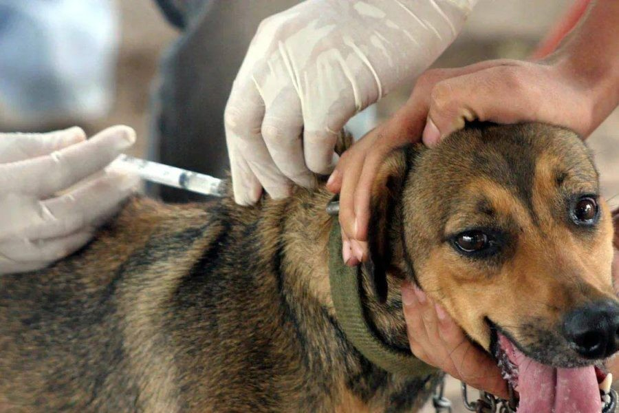 Pau da Lima terá aplicação gratuita de vacina V10 para cães